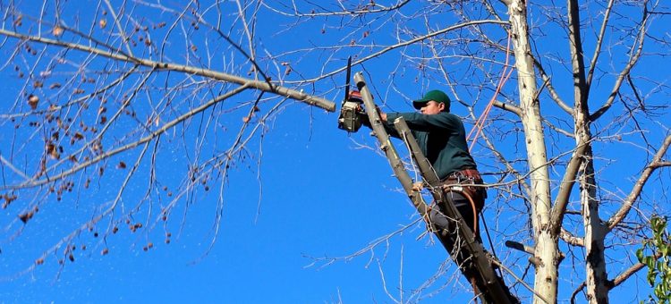 Faire appel à une entreprise pour élaguer les arbres