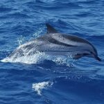 excursion dauphin Martinique