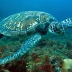 excursions à la Martinique